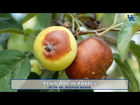 Video: Wat veroorsaak Appelkoos Rhizopus Rot – Leer oor Rhizopus Rot Van Appelkoosbome