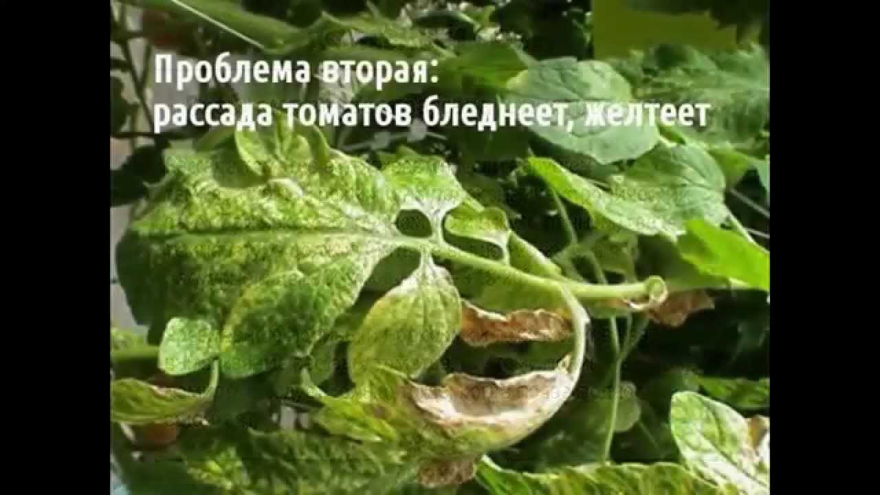 Проблемы при выращивании томатов Проблемы при выращивании томатов