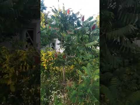 Видео: Пальмы ветряной мельницы: как посадить пальму ветряной мельницы