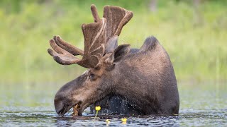 Moose Photography Algonquin Park Ontario, Canada