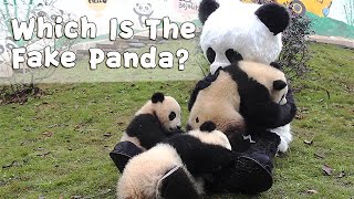 A Fake Panda Is Surrounded By Three Real Pandas | iPanda