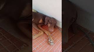 brazer a Doberman