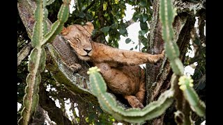 Pictures show pack of lions taking an afternoon nap in tree covered with spikes screenshot 5