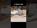柴犬を振り向かせたい超かまちょ系シベリアンハスキー #shorts