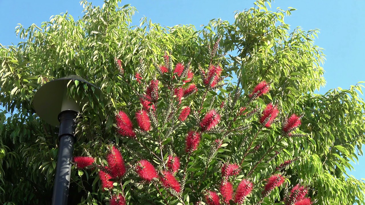 ブラシノキ 刷子樹 花 ハナマキ 金宝樹 キンポウジュ カリステモン 紅千層 Callistemon Speciosus Bottle Brush Callistemon Citrinus Fiore Youtube