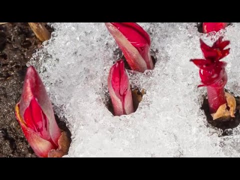 Melting Snow On Flowers Stock Video