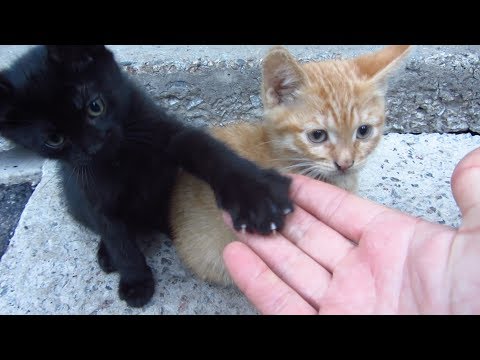 Kittens live under a concrete slab