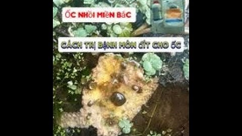 Bệnh Mòn Đít,Vỏ Ốc Bươu Đen Phải Làm Sao I Cách Trị Bệnh Mòn Đít Ốc Nhồi Hiệu Quả I Ốc Nhồi Miền Bắc