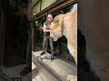 The worlds largest cat guinness book of world records three times  liger myrtlebeachsafari