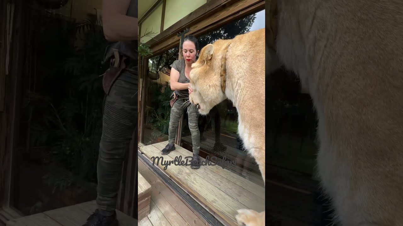 The Worlds Largest Cat Guinness Book Of World Records Three Times Liger MyrtleBeachSafari