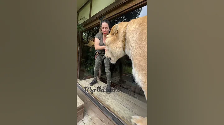 The worlds largest cat. Guinness, book of world records three times.  Liger MyrtleBeachSafari - DayDayNews