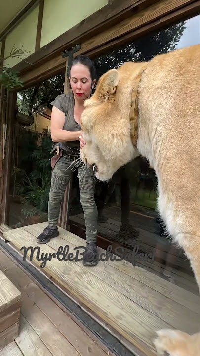 The worlds largest cat. Guinness, book of world records three times.  Liger MyrtleBeachSafari