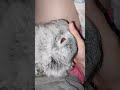 #yutubeshorts #cute #cuterabbit #rabbit #kpop #ive #bangbang #music #mycuterabbit #subscribe