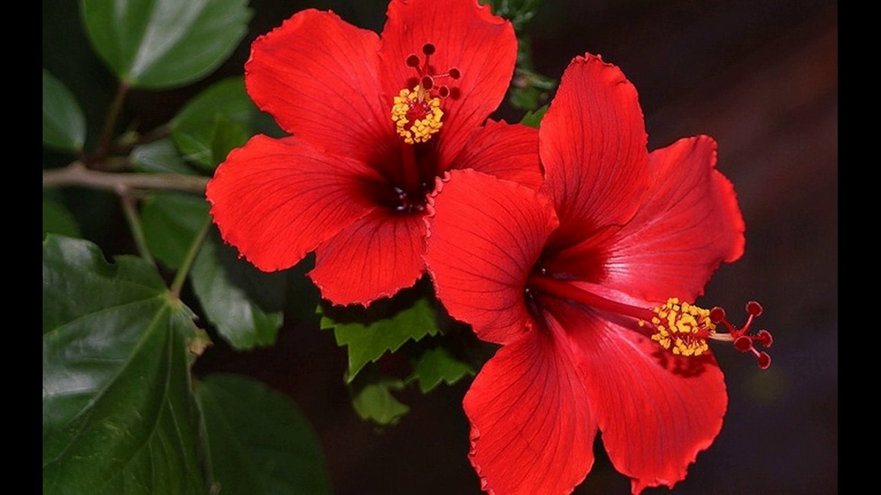 Гибискус (Hibiscus Rosa-sinensis)