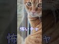 【片目失明の野良猫さん】  猫の勝負は体の大きさ 目をそらす事でほぼ決まります  #shorts #YouTubeshort