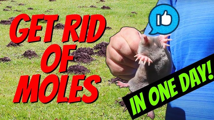 Watch a mole dig tunnels in the "Mole Farm". Live Trapping Moles -  Mousetrap Monday - YouTube