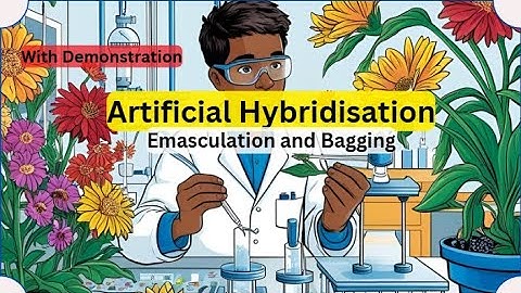 Hybridisation in Plants II Step in Artificial II Emasculation Bagging I Demonstration #youtubevideos