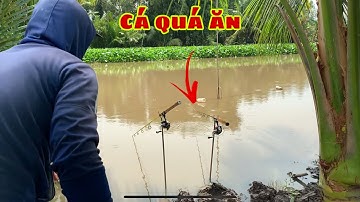 Câu Cá Tra Sông - Bãi Này Cá Ăn Câu Giật Ghiền Luôn | Fishing - Miền Tây