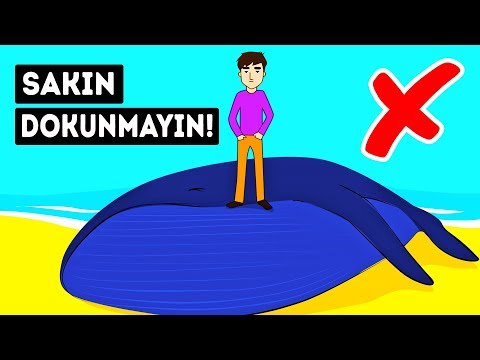 Video: Balinalar Neden Atılır