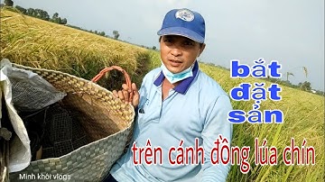 Tìm bắt đặt sản trên cánh đồng lúa chín với món nướng đặt sản vùng quê. Minh khôi vlogs