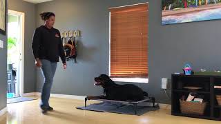 1 year old Rottweiler 'Boomer'/ Rottweiler Trainer/Best Dog trainer orlando