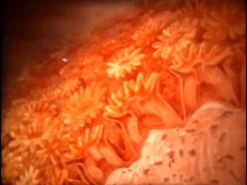 Коралловый полип и кораллы