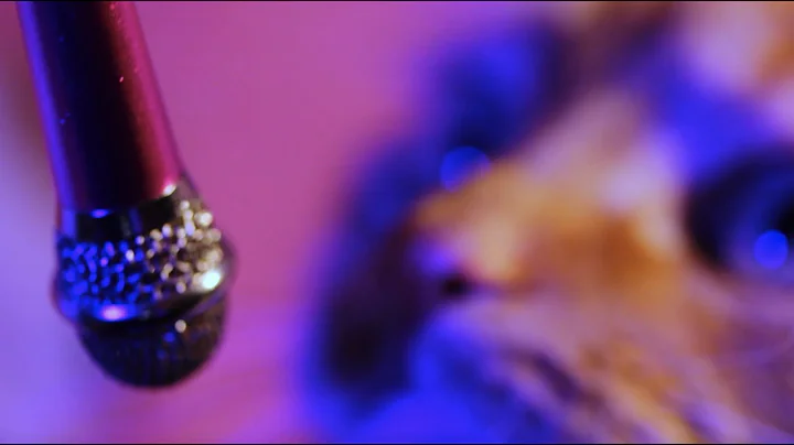 Devils Got Soul - Jamie Nelson (OFFICIAL MUSIC VID...
