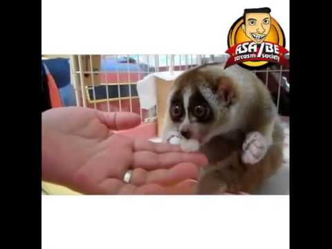 اضحك مع اللمبى