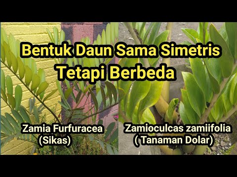 Video: Zamia (23 Foto): Deskripsi Furfuracea Dan Zamia Kasar, Perawatan Di Rumah. Perbedaan Dari Zamioculcas