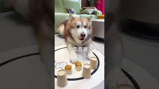 Dogs can do magic. Douyin Assistant’s cute pet debut plan. The dog’s thoughts are written on his fa