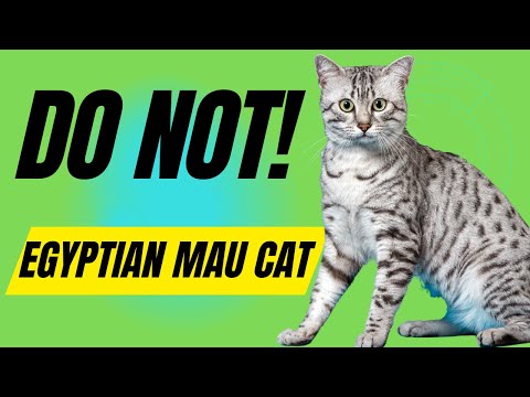 Video: Gato