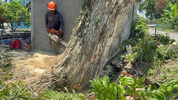 Draining energy‼️Cutting down large trees on the side of the village road!