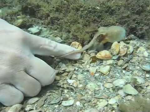 Atlantic pygmy octopus