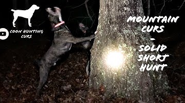Mountain Curs - Solid Short Hunt