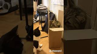 Юкки охраняет свой картонный дом. #юкка #коты #котыприколы #рек #котымемы #бэсякот
