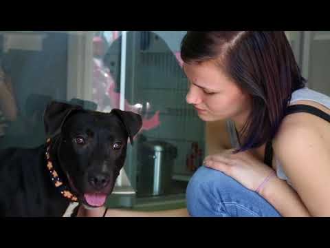 Video: Wag More Bark Less Giveaway