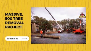 Massive, 500 Tree Removal Project