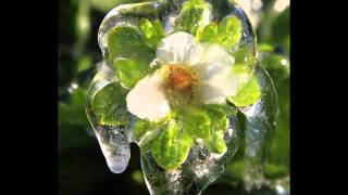 Secret Garden - Lament for a Frozen Flower