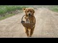 Cute is Not Enough - Funny Cats and Dogs Compilation #143