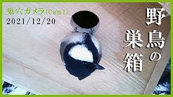 野鳥の巣箱カメラ