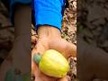 Konkan pushpa pushparaj fruits ninjafruits marathi cashew may villagelife fruitcutting