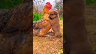 A moment of love between the dog and the chicken