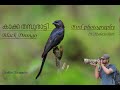 BIRD PHOTOGRAPHY | Wildlife photography behind the scenes - Canon 5D Mark4 | Tamron 150-600 G2