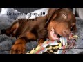 Ziva de dobermann pup! - Honden