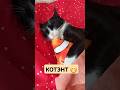 КОТэнт от Дюка ))