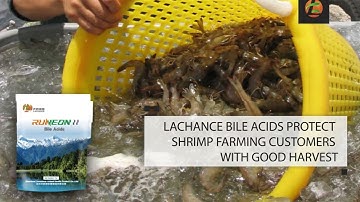 Bile acids application in whole shrimp farming cycles|| shrimp feed additive of bile acids
