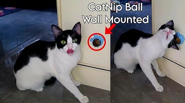 My cat react to wall mounted catnip ball she