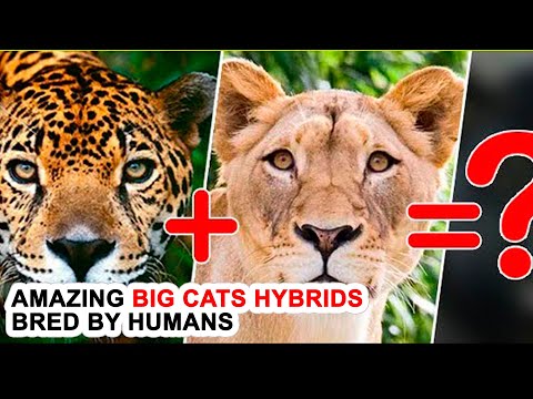 Video: Hvad Hedder Hybrider Af Løver Og Tigre?