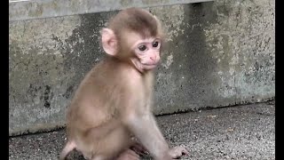 Calm baby monkey even if trouble occurs near