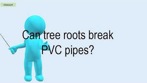 Can Tree Roots Break PVC Pipes?